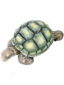 cherepaha srednaya