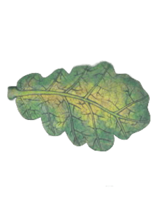Лист